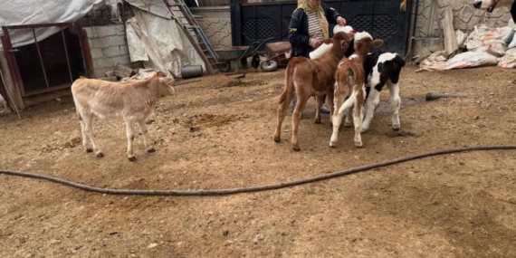 14 İnek Çalındı, Yavrular Biberonla Besleniyor