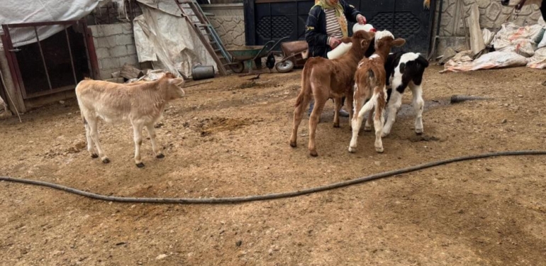 14 İnek Çalındı, Yavrular Biberonla Besleniyor