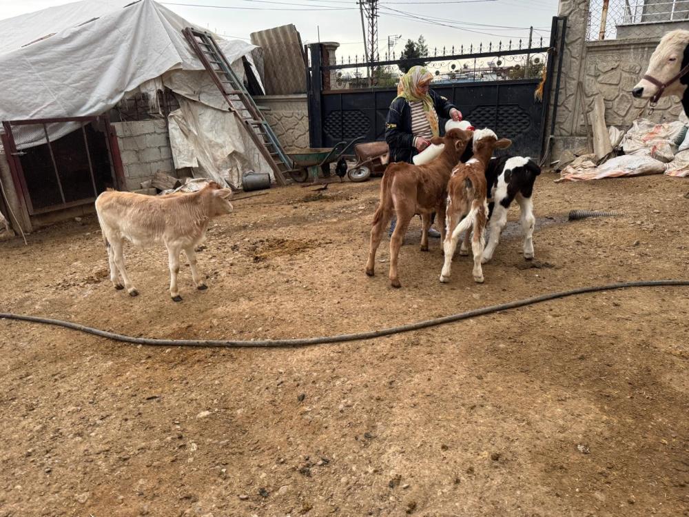 14 İnek Çalındı, Yavrular Biberonla Besleniyor