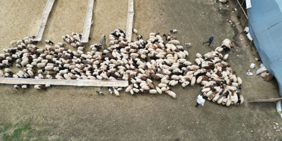 Koçerler Zorlu Yayla Yolculuğuna Hazırlanıyor