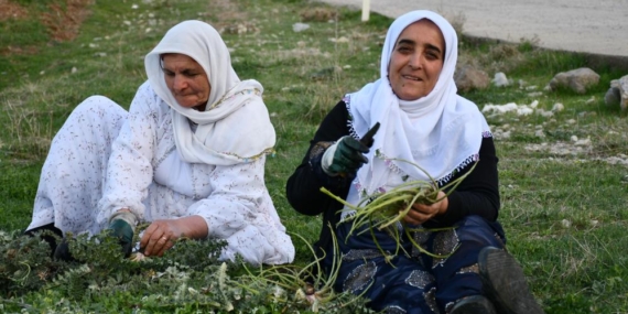 Herekol Dağı Eteklerinde Kenger ve Pancar Hasadı Başladı