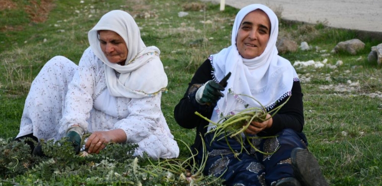 Herekol Dağı Eteklerinde Kenger ve Pancar Hasadı Başladı