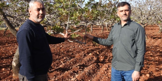Fıstıkta Zirai Don Tehlikesinin Geçmesi Rahat Nefes Aldırdı