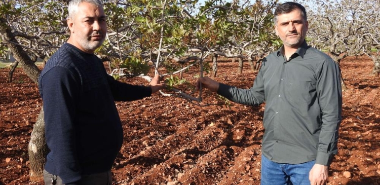 Fıstıkta Zirai Don Tehlikesinin Geçmesi Rahat Nefes Aldırdı