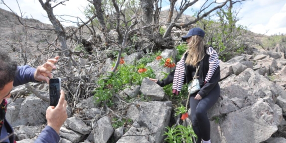 Yüzlerce Kişi 20 Günlük Ömrü Olan Ters Laleleri Görmek İçin Dağa Tırmandı