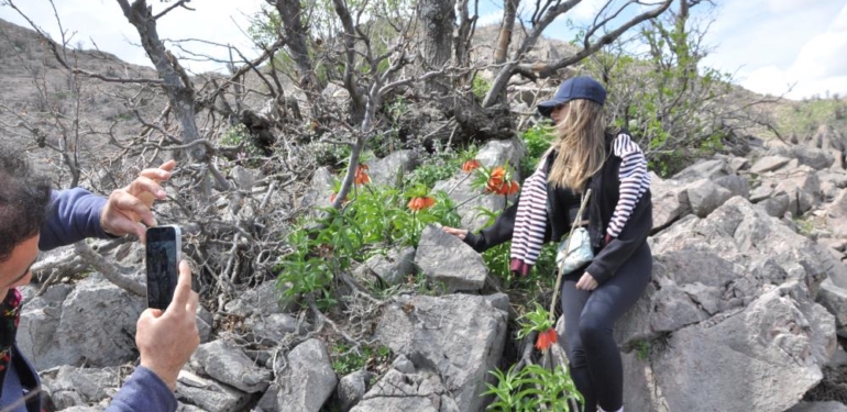 Yüzlerce Kişi 20 Günlük Ömrü Olan Ters Laleleri Görmek İçin Dağa Tırmandı
