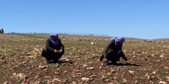 Şanlıurfa’da Kuraklık Alarmı