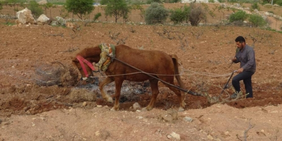 Traktörün Giremediği Tarlalar Atla Sürülüyor