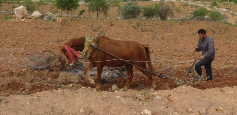 Traktörün Giremediği Tarlalar Atla Sürülüyor