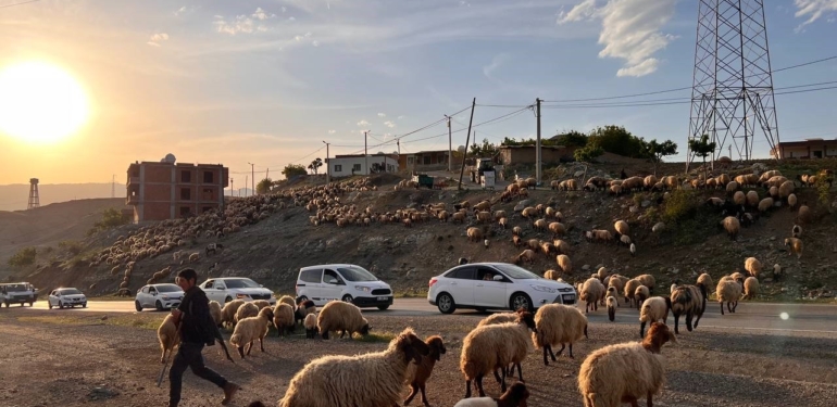 Koçerlerin Faraşin Yaylası Yolculuğu Başladı