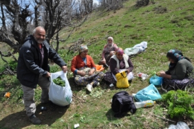 DAĞLARDA DOĞAL OLARAK YETİŞEN PANCARLAR YÜZLERCE AİLEYE GEÇİM KAYNAĞI OLUYOR