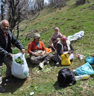 DAĞLARDA DOĞAL OLARAK YETİŞEN PANCARLAR YÜZLERCE AİLEYE GEÇİM KAYNAĞI OLUYOR