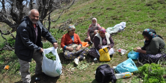 Dağlarda Doğal Olarak Yetişen Pancarlar Yüzlerce Aileye Geçim Kaynağı Oluyor