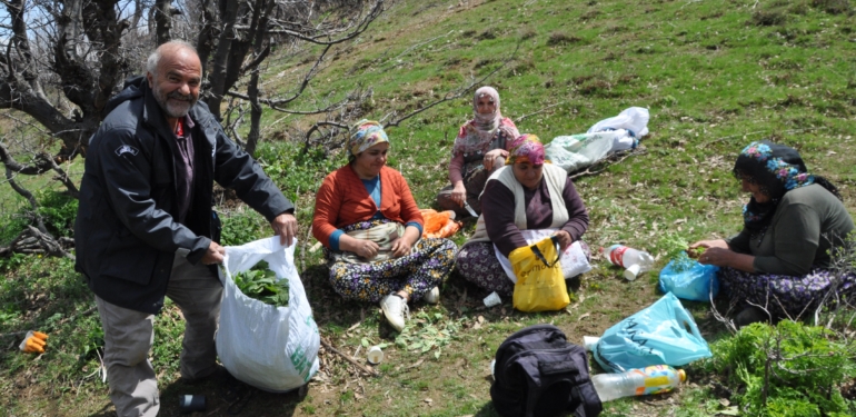 Dağlarda Doğal Olarak Yetişen Pancarlar Yüzlerce Aileye Geçim Kaynağı Oluyor