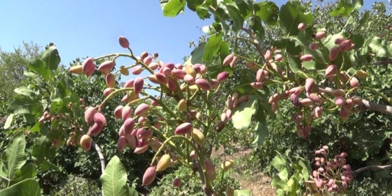Nisan Yağmurları Siirtli Çiftçilerin Yüzünü Güldürdü