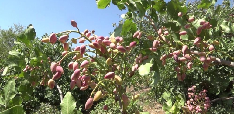 Nisan Yağmurları Siirtli Çiftçilerin Yüzünü Güldürdü
