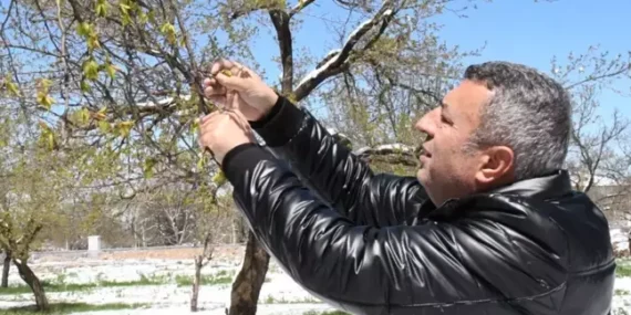 Kar Ve Soğuk Kentin Bel Kemiğini Vurdu: Mahsulün Tamamını Kaybettik