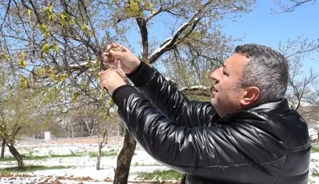 Kar Ve Soğuk Kentin Bel Kemiğini Vurdu: Mahsulün Tamamını Kaybettik