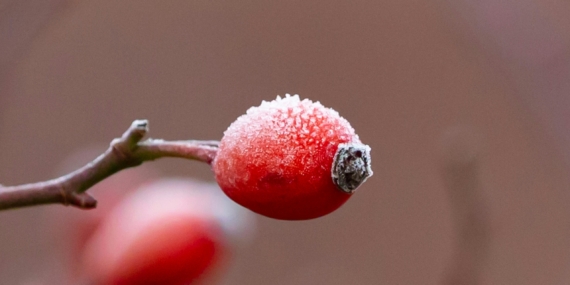 Meteorolojiden Güneydoğu İçin Zirai Don Uyarısı
