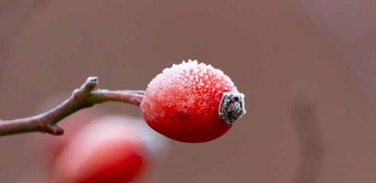 Meteorolojiden Güneydoğu İçin Zirai Don Uyarısı
