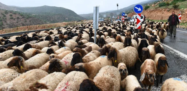 Koçerleri Zorlu Yayla Yolculuğu Başladı