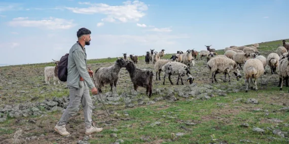 Diyarbakır’ın Fenomen Çobanı: 1 Milyon Kişiye Erişti