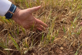 ŞIRNAK'TA SUSUZ TARIM ÜRÜNLERİNDE ERKEN KURUMA BAŞLADI