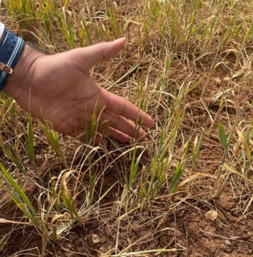 ŞIRNAK'TA SUSUZ TARIM ÜRÜNLERİNDE ERKEN KURUMA BAŞLADI