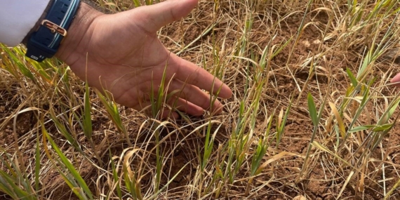 Susuz Tarım Ürünlerinde Erken Kuruma Başladı