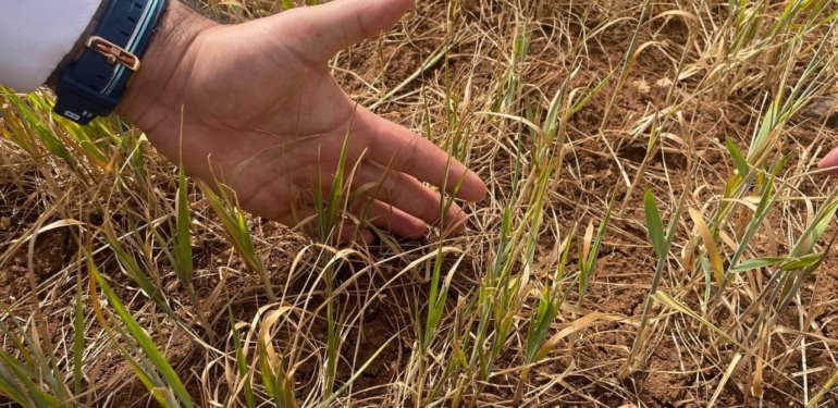 Susuz Tarım Ürünlerinde Erken Kuruma Başladı