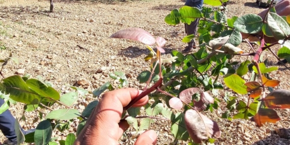 Fıstığa ‘Yok Yılı’nda Bir de Dolu Vurdu