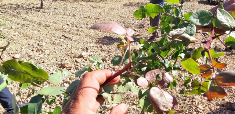 Fıstığa ‘Yok Yılı’nda Bir de Dolu Vurdu