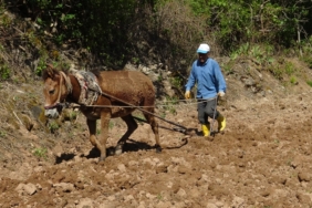 GERCÜŞ'TE DEDEDEN KALMA YÖNTEMLERLE İMECE USULÜ PİRİNÇ EKİMİ
