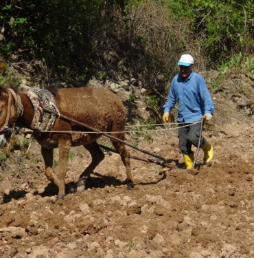 GERCÜŞ'TE DEDEDEN KALMA YÖNTEMLERLE İMECE USULÜ PİRİNÇ EKİMİ