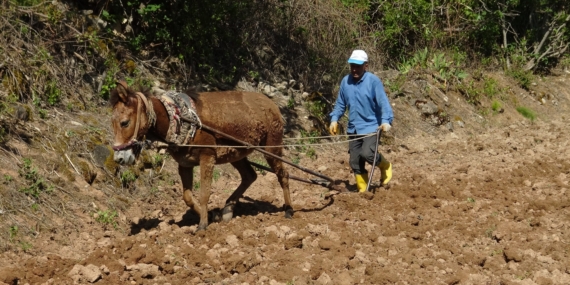 Dededen Kalma Yöntemlerle Pirinç Ekimi