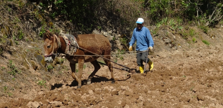 Dededen Kalma Yöntemlerle Pirinç Ekimi