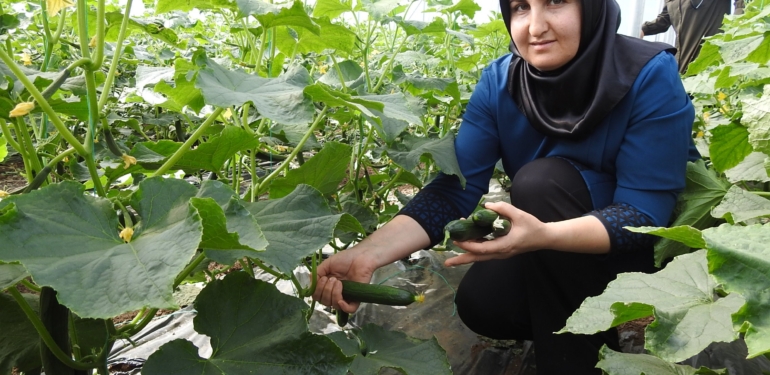 Seracı Kadınlar Günlük 500 Kilo Ürün Alıyor