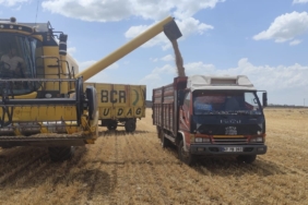 MARDİN'DE YILIN İLK BUĞDAYI TONU 17 BİN LİRADAN SATILDI