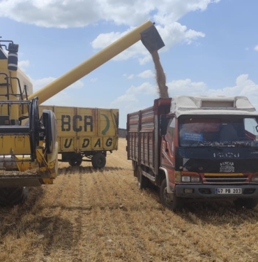 MARDİN'DE YILIN İLK BUĞDAYI TONU 17 BİN LİRADAN SATILDI