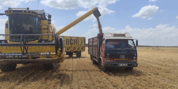 Buğdayda Verim Düştü: 40 Ton Yerine 6 Ton