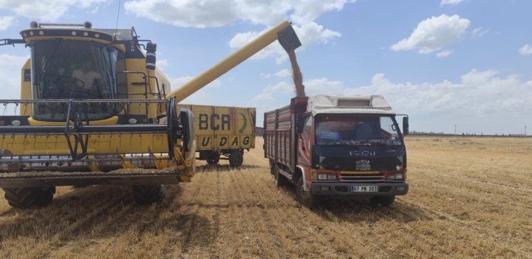 Buğdayda Verim Düştü: 40 Ton Yerine 6 Ton