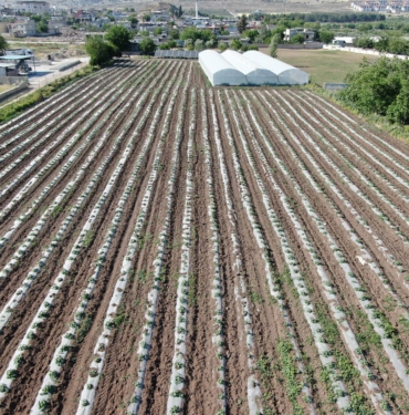 70 GÜNDE YETİŞEN MARULU TOPRAKSIZ TARIMLA 30 GÜNDE ÜRETİYOR