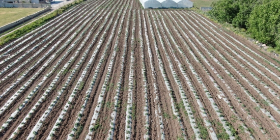 70 Günde Yetişen Marulu Topraksız Tarımla 30 Günde Üretiyor