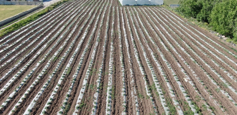 70 Günde Yetişen Marulu Topraksız Tarımla 30 Günde Üretiyor