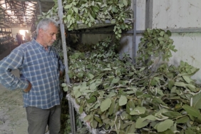 KİLOSU BİN LİRA OLAN İPEK BÖCEKCİLİĞİ, BATMAN'DA 150 AİLENİN ÖNEMLİ GEÇİM KAYNAĞI ARASINDA YER ALIYOR