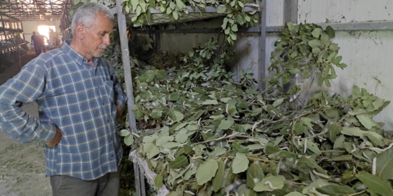 Kozadan Kazanca: Sason’da İpek Böcekçiliği Geçim Kapısı Oldu
