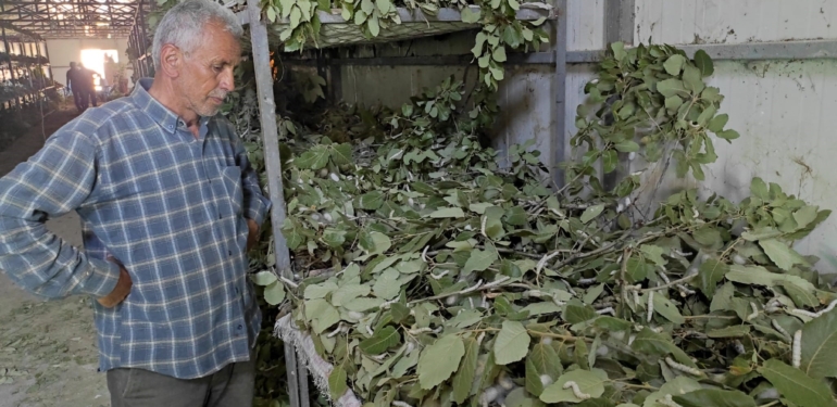 Kozadan Kazanca: Sason’da İpek Böcekçiliği Geçim Kapısı Oldu
