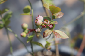 Kadın İstihdamına Meyve Katkısı: Diyarbakır’da Aromatik Tarım Seferberliği