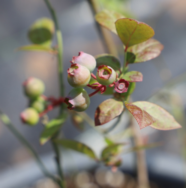 Kadın İstihdamına Meyve Katkısı: Diyarbakır’da Aromatik Tarım Seferberliği