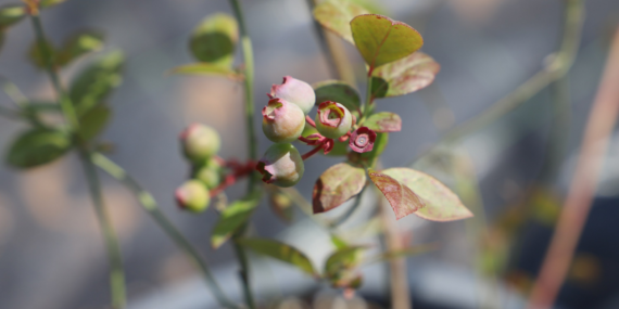 Kadın İstihdamına Meyve Katkısı: Diyarbakır’da Aromatik Tarım Seferberliği